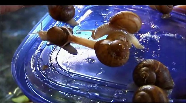 1000 morts insolites _ l'escargot de la mort
