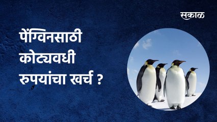 Mumbai News: पेंग्विनसाठी कोट्यवधी रुपयांचा खर्च ?