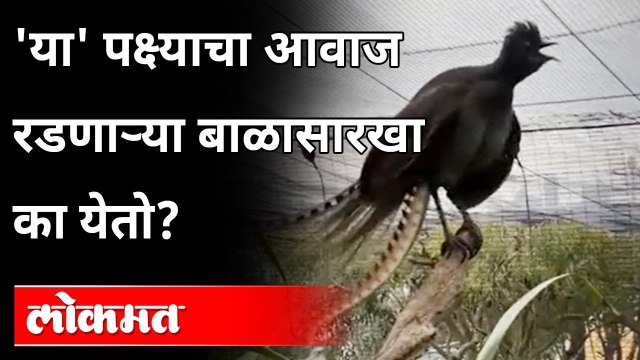 रडणाऱ्या बाळाची नक्कल करणारा पक्षी | Lyrebird sounds | Viral Video | Bird Copies Baby Crying Sound
