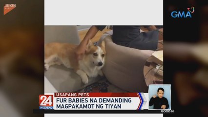 Fur babies na demanding magpakamot ng tiyan | 24 Oras Weekend
