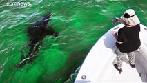 تجربة مليئة بالمغامرة.. ازدهار سياحة أسماك القرش على سواحل أمريكا