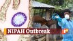 Kerala Boy’s Death Due To NIPAH Triggers Concerns Of Another Deadly Virus Outbreak
