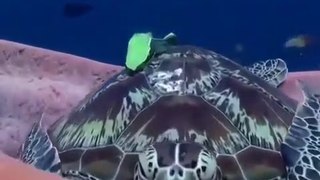 Turtle takes a nap