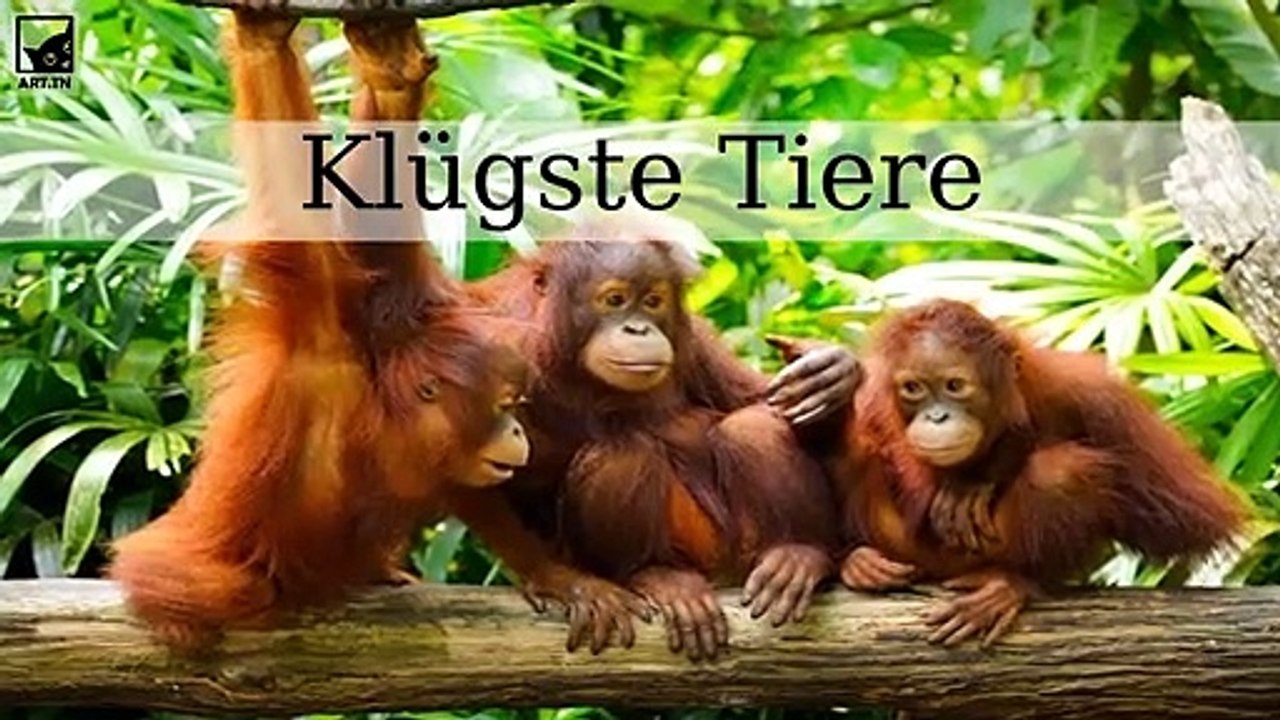 Die 6 intelligentesten Tiere der Welt