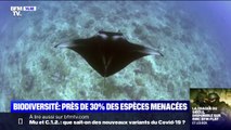 Près de 30% des espèces sont menacées selon l'Union internationale pour la conservation de la nature