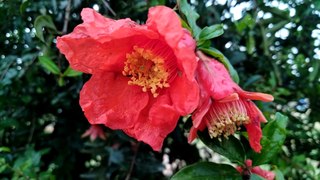 Pomegranate Flowers || Beautiful Flowers || Indian Pomegranate Flowers.
