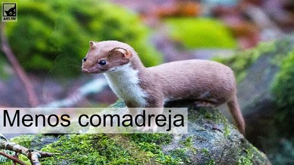 7 mamíferos más pequeños del mundo