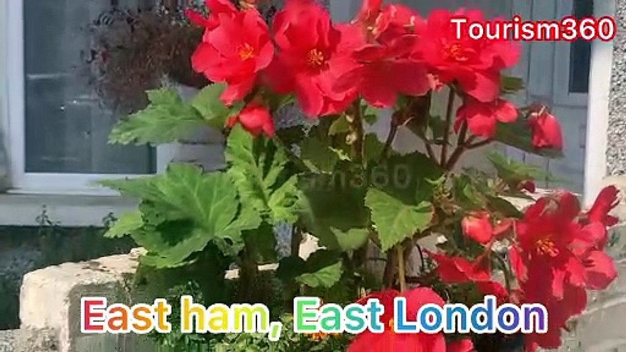 Small flower garden in Eastham, East London