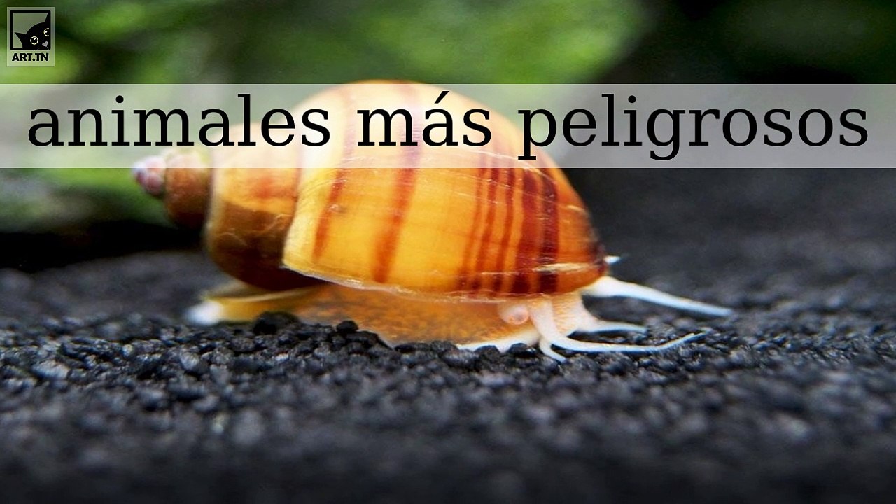 Los 10 animales más peligrosos del mundo
