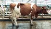 Hafen Rotterdam: Diese Kühe geben Milch auf dem Wasser