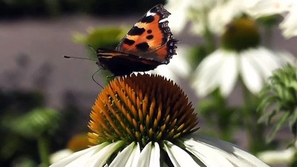 #Coolmusic Relaxing music video, natural flowers meditation music calming cool background music