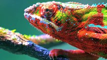 Wild Animals in 8K ULTRA HD HDR - Collection of Colorful Wild Animals