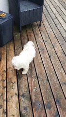 Clever Doggy Likes Clean Feet