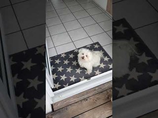 Clever Doggy Likes Clean Feet