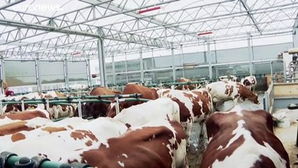 Une ferme flottante abrite quarante vaches sur le port de Rotterdam
