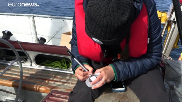En Islande, des baleines stressées par les nombreux touristes ?