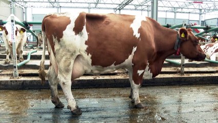 Vacas leiteiras flutuam no porto de Roterdão