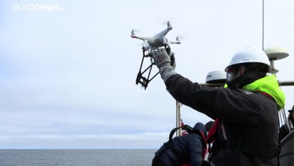 Нервничает ли кит, если за ним следят?