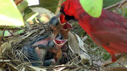 feeding baby birds