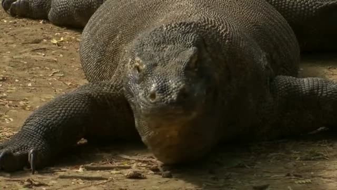 La Unión Internacional para la Conservación de la Naturaleza actualiza la Lista Roja de las especies en peligro de extinción