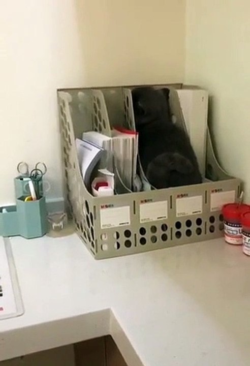 Cat decides to file himself away... 