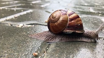 How Snails move ZOOM in Video