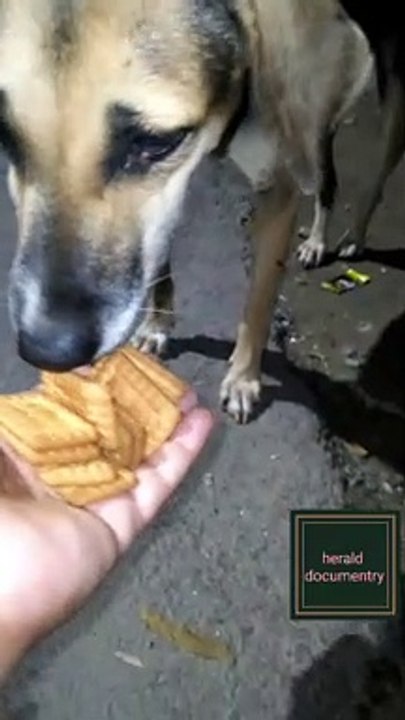 AN INNOCENT LIFE