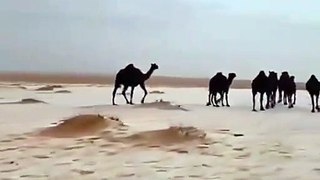 Camel In Black