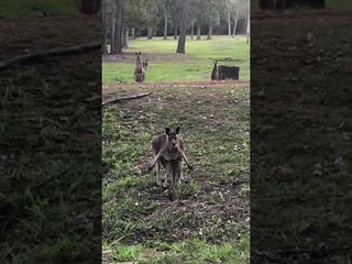 Mothers Pouch Too Tight for Kangaroo Joey