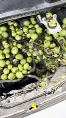 Squirrel Fills Car Hood With Walnut Stash