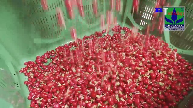 Amazing Modern Farming Radish Harvesting Machines, Automatic Agricultural Technology Machines 2020