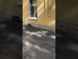 Runaway Rat Attacks Camera Operator