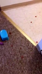 Cheeky Toddler Caught Helping Himself to Pizza