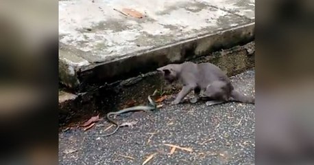 ¿Quién salió victorioso? Valiente gato se enfrenta a una serpiente en medio de la calle