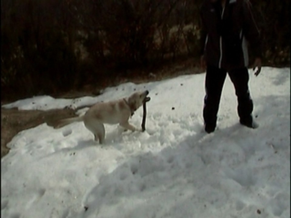 DOG WHISPERER