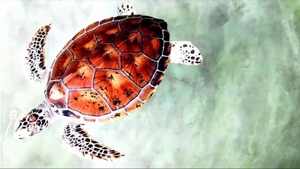 Funny Tortoise Moments | Tortoise Compilation | Funny Animal Videos | Laugh and Enjoy Nature