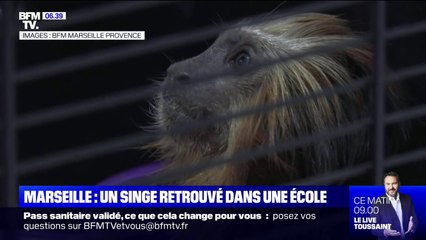 Un singe tamarin retrouvé dans une école de Marseille