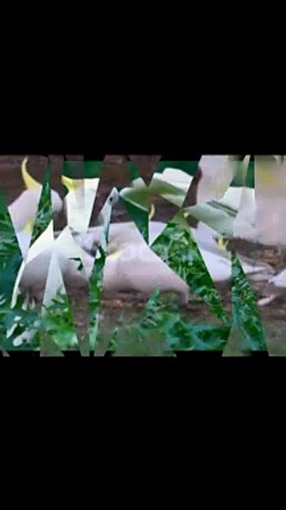 White parrot  video || Feeding wild #Cockatoo || A white parrot eating a sunflower seed video