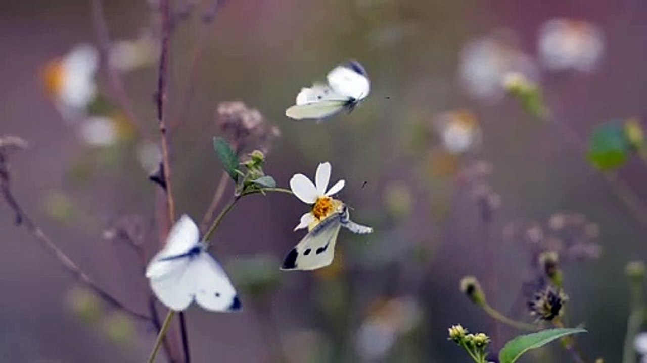 A butterfly  and the soothing relaxation music