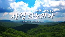 [YTN 특집] 산림 파노라마  / YTN