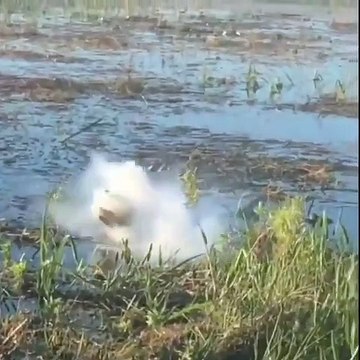 Timsah dronu yakalayıp parçaladı. Dron avcısı timsah. drone hunter crocodile