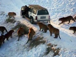Ngeri Kali.... Aksi Harimau Si Tukang Palak I Tiger Attacking People's On Car