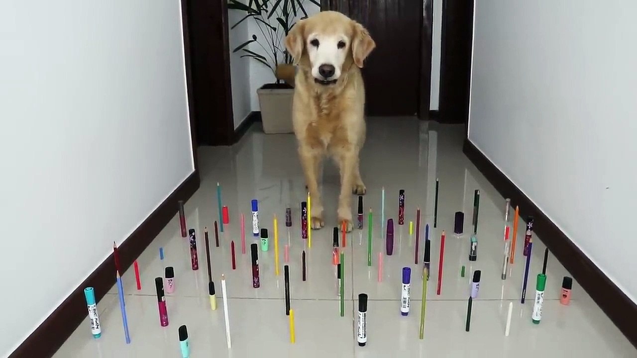 Halang Rintang Kucing Melawan Anjing I Obstacle Challenge CAT vs DOG - Ayo tebak mana yang menang?