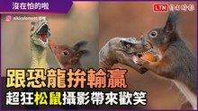 「把食物還我！」跟恐龍拚輸贏　超狂松鼠攝影網友笑翻
