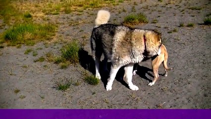 What Does A Good Dog Meeting Look Like