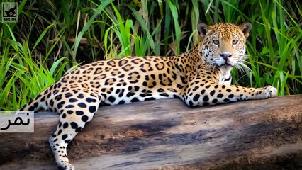 أفضل 10 حيوانات معرضة لخطر الانقراض