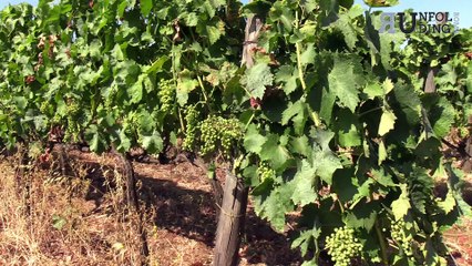 Vendemmia 2021 nel Lazio, parola ai produttori