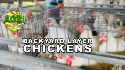 Backyard Layer Chickens