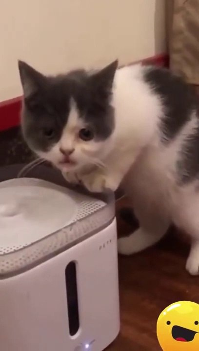 Try Not To LaughCat and Dog funny videos