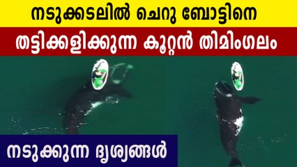 നടുക്കടലിൽ കൂറ്റൻ തിമിംഗലത്തിന് മുകളിൽ പെട്ട് ചെറു ബോട്ട്  പിന്നീട് സംഭവിച്ചത്.